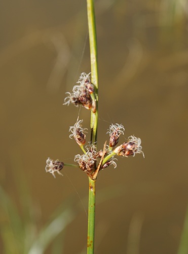 Schoenoplectus litoralis (River club-rushes) — photo