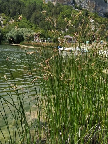 Schoenoplectus litoralis (River club-rushes) — photo