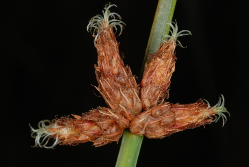 Schoenoplectus pungens (Threesquare bulrush) — photo