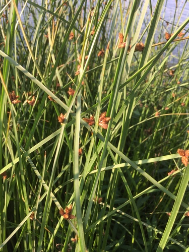 Schoenoplectus pungens (Threesquare bulrush) — photo
