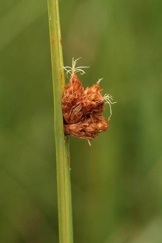Schoenoplectus pungens