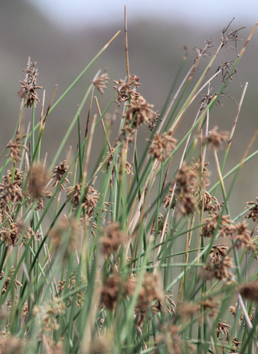 Schoenoplectus scirpoides — photo