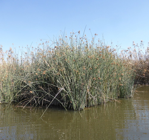 Schoenoplectus scirpoides — photo