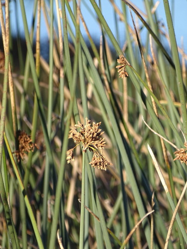 Schoenoplectus scirpoides
