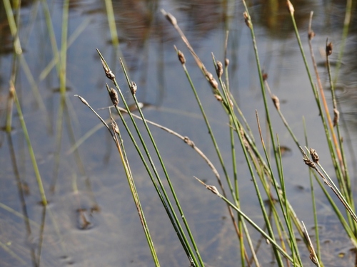 Schoenoplectus subterminalis — photo