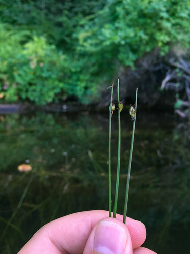 Schoenoplectus subterminalis — photo