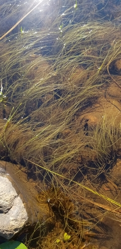 Schoenoplectus subterminalis