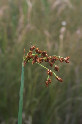 Schoenoplectus tabernaemontani (River club-rush) — photo