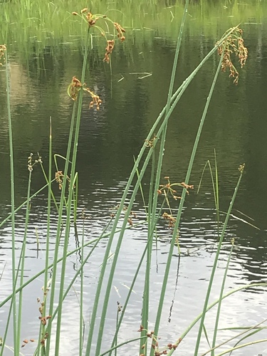 Schoenoplectus tabernaemontani (River club-rush) — photo