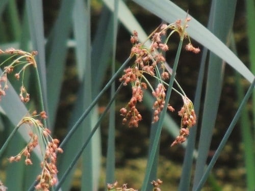 Schoenoplectus tabernaemontani