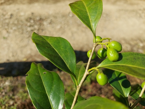 Schoepfia fragrans