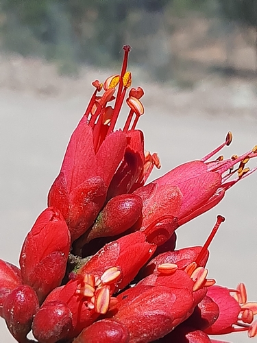 Schotia afra (African schotia) — photo