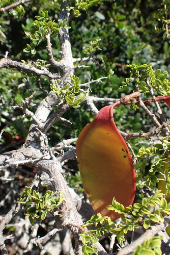 Schotia afra