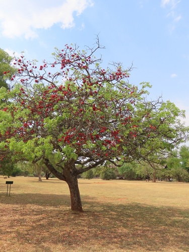 Schotia brachypetala (African Walnut) — photo