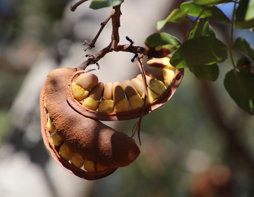 Schotia brachypetala (African Walnut) — photo