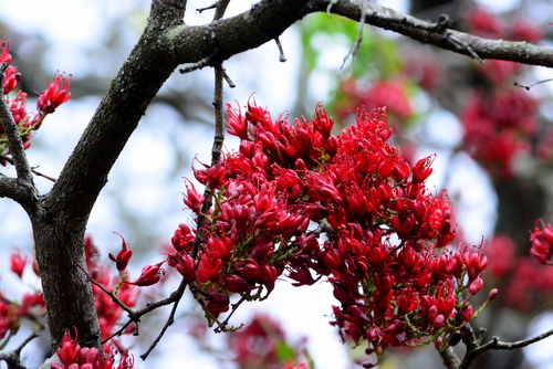 Schotia brachypetala