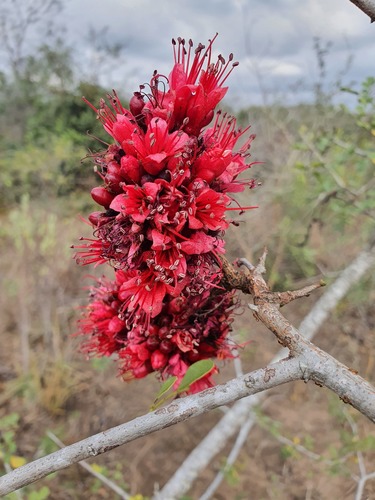 Schotia capitata (Dwarf boer-bean) — photo