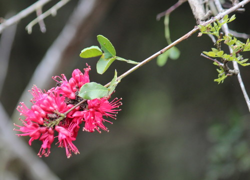 Schotia capitata (Dwarf boer-bean) — photo