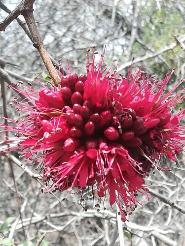Schotia capitata