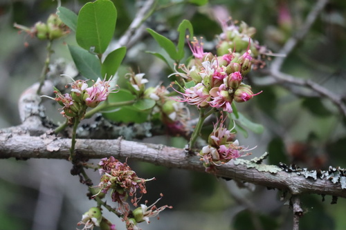 Schotia latifolia (Forest boerboon) — photo