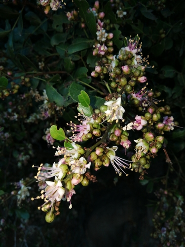 Schotia latifolia (Forest boerboon) — photo