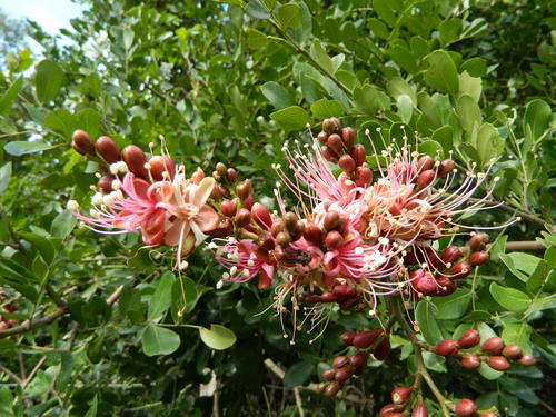 Schotia latifolia