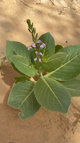 Schouwia purpurea — photo