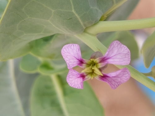 Schouwia purpurea — photo