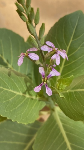Schouwia purpurea