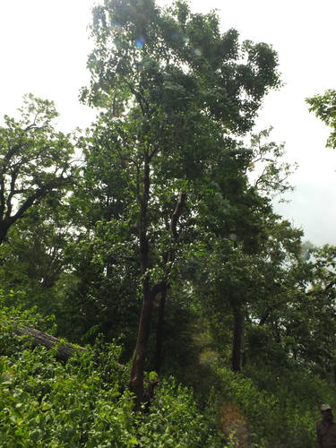 Schrebera swietenioides (Weaver's-beam tree) — photo