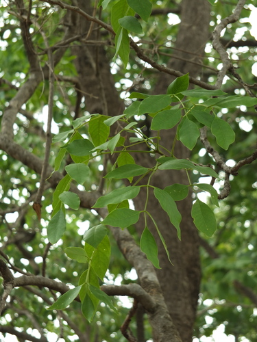 Schrebera swietenioides