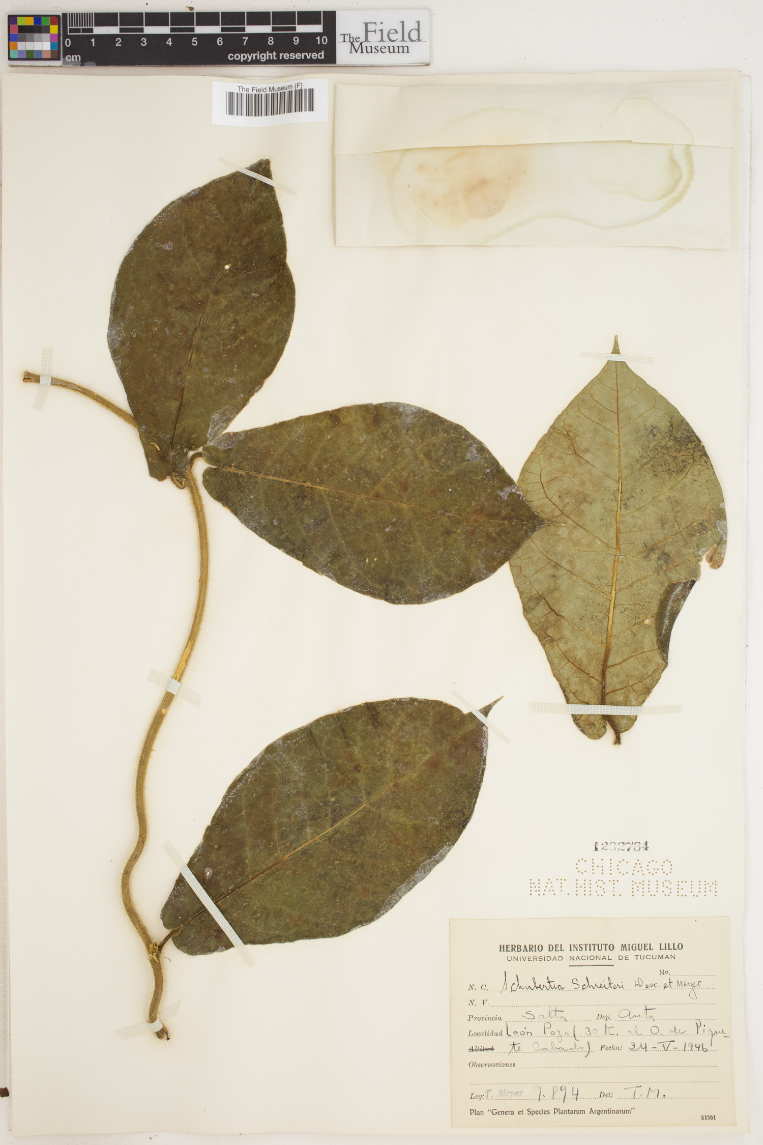 Schubertia schreiteri — photo