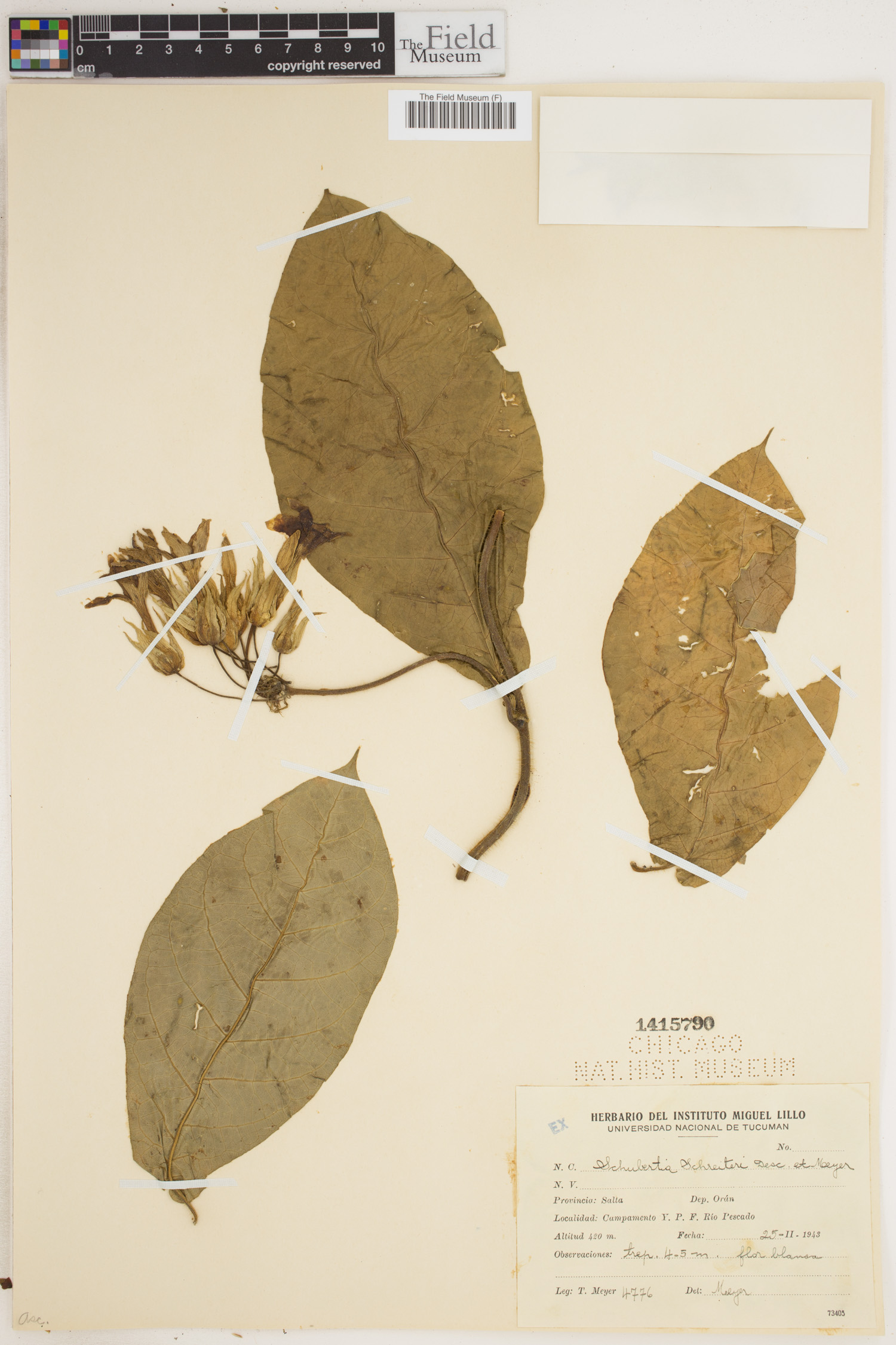 Schubertia schreiteri — photo
