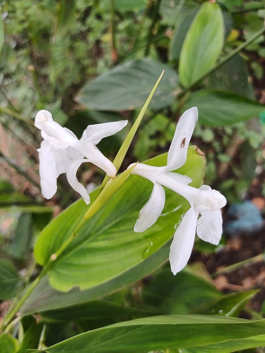 Schumannianthus dichotomus (Mohtra reed) — photo