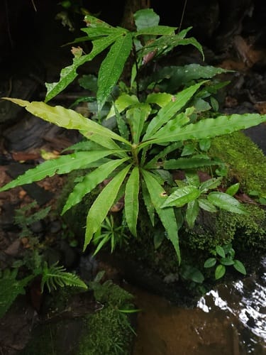 Schuurmansia henningsii — photo