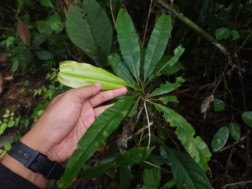 Schuurmansia henningsii