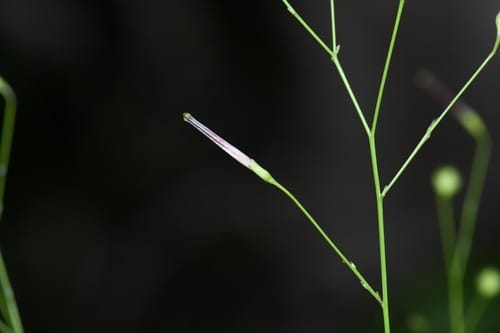 Schwenckia americana — photo