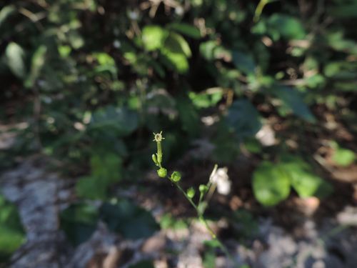 Schwenckia americana