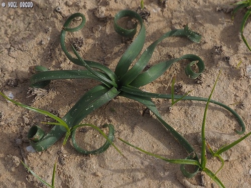 Scilla hanburyi (Bilbays) — photo