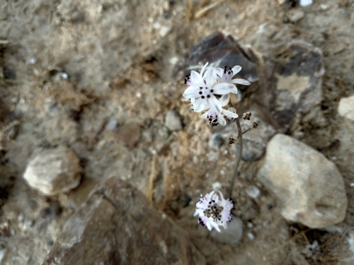 Scilla hanburyi (Bilbays) — photo