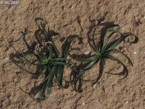 Scilla hanburyi