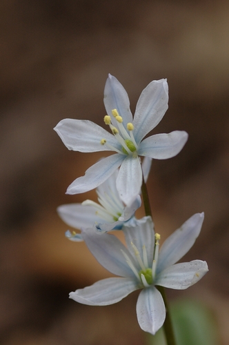 Scilla mischtschenkoana (Mishchenko) — photo
