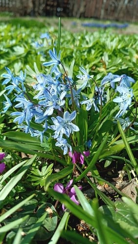 Scilla mischtschenkoana (Mishchenko) — photo