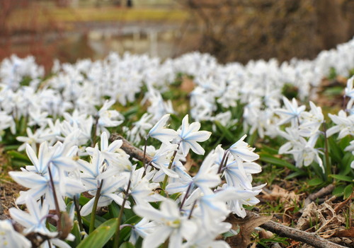 Scilla mischtschenkoana