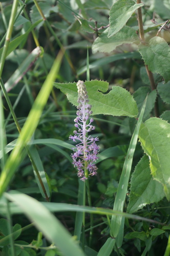 Scilla scilloides (Chinese jacinth) — photo
