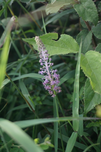 Scilla scilloides (Chinese jacinth) — photo
