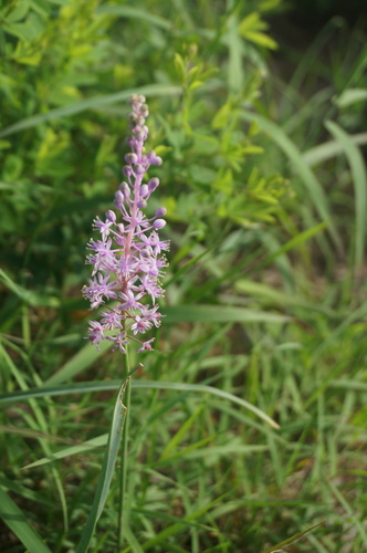 Scilla scilloides