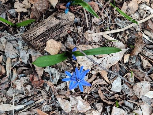Scilla siberica — photo