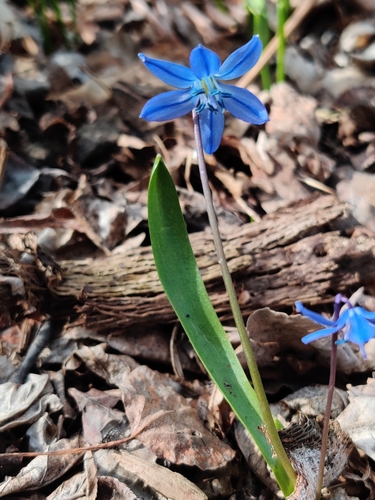 Scilla siberica — photo