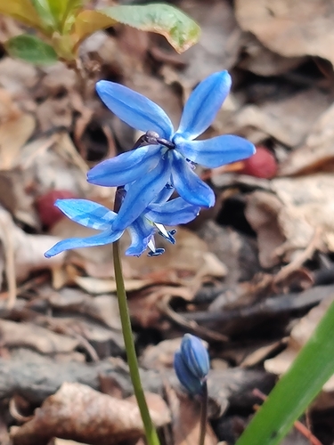 Scilla siberica